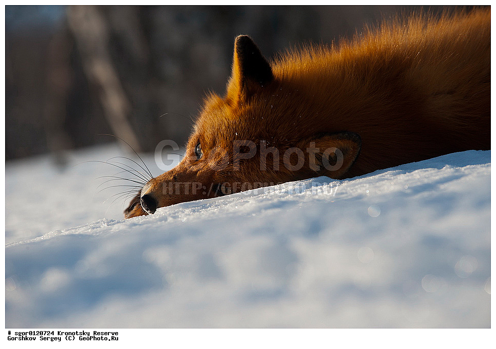 ��������, ��������� ����������, ��������, ��������, �������������, �������������, �����, �����, �������, ������, XYZ, ������, �������, ������, Canidae, ������������ ������, ����� ������, ����, Vulpes vulpes, ����, �������, ��������� �����