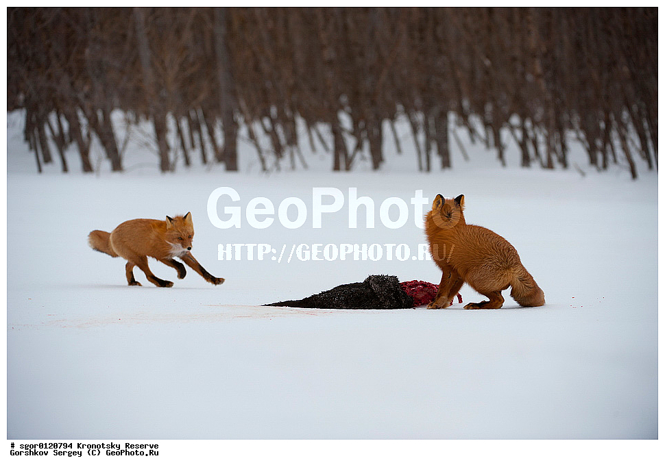 ��������, ��������� ����������, ��������, ��������, �������������, �������������, �����, �����, �������, ������, XYZ, ������, �������, ������, Canidae, ������������ ������, ����� ������, ����, Vulpes vulpes, ����, �������, ��������� �����