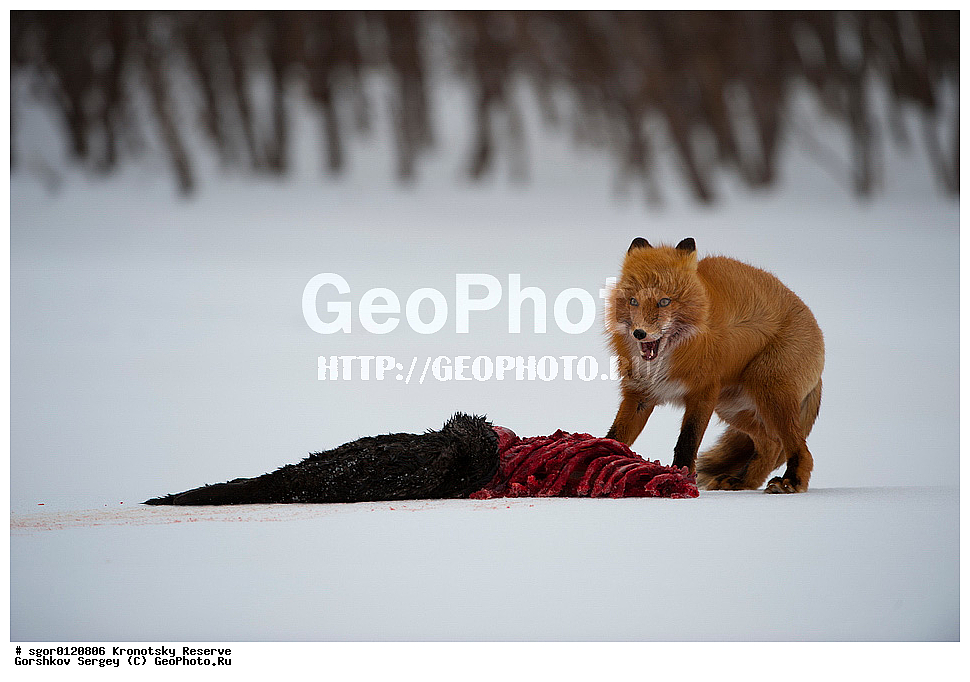 ��������, ��������� ����������, ��������, ��������, �������������, �������������, �����, �����, �������, ������, XYZ, ������, �������, ������, Canidae, ������������ ������, ����� ������, ����, Vulpes vulpes, ����, �������, ��������� �����