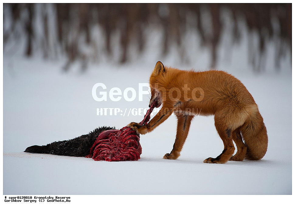 ��������, ��������� ����������, ��������, ��������, �������������, �������������, �����, �����, �������, ������, XYZ, ������, �������, ������, Canidae, ������������ ������, ����� ������, ����, Vulpes vulpes, ����, �������, ��������� �����