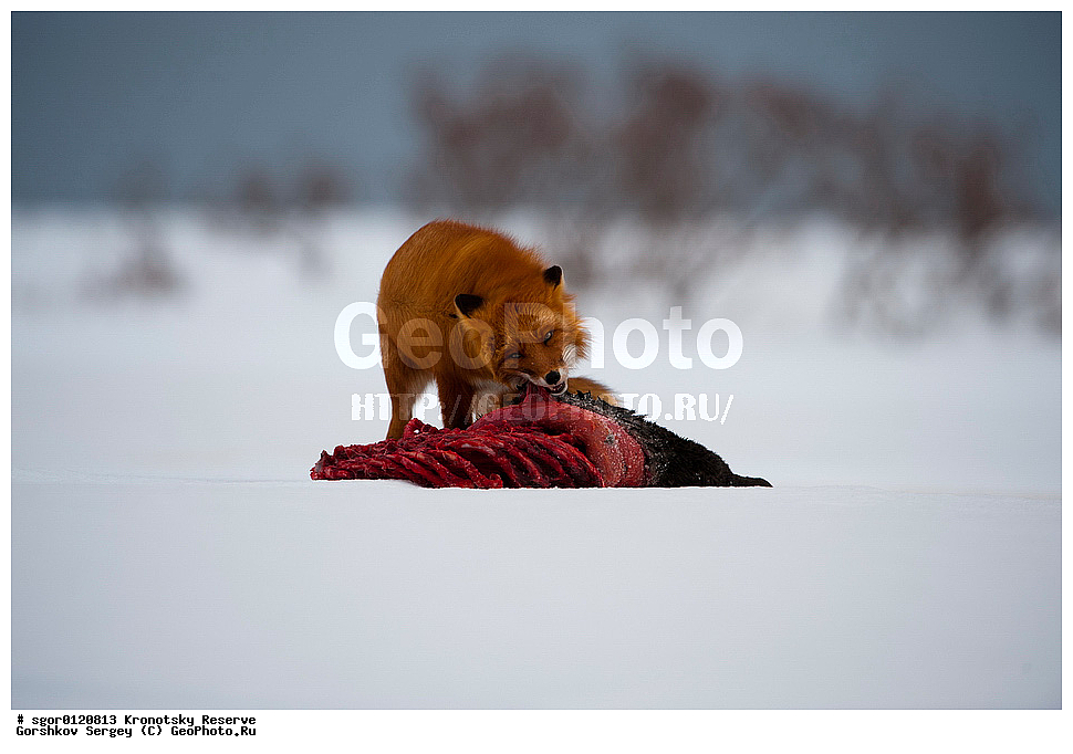 ��������, ��������� ����������, ��������, ��������, �������������, �������������, �����, �����, �������, ������, XYZ, ������, �������, ������, Canidae, ������������ ������, ����� ������, ����, Vulpes vulpes, ����, �������, ��������� �����