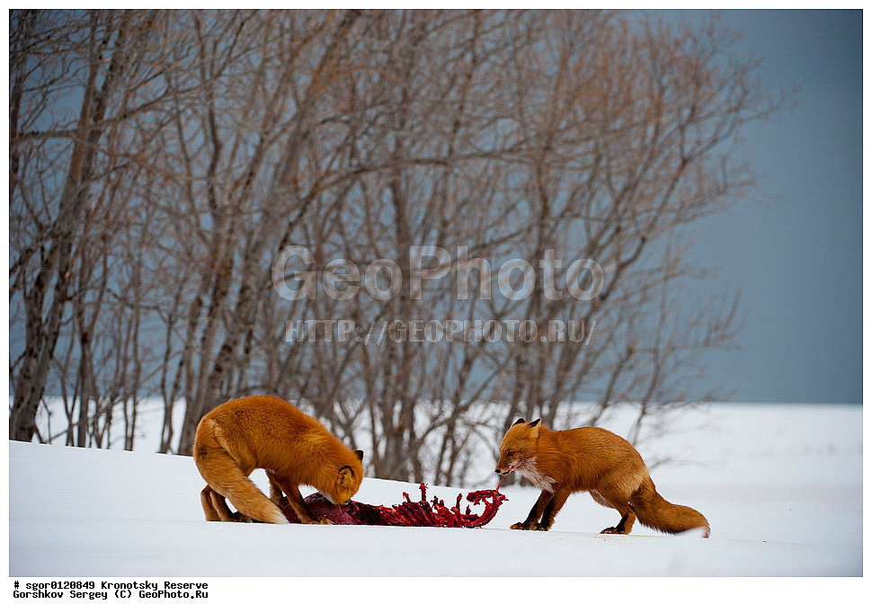 ��������, ��������� ����������, ��������, ��������, �������������, �������������, �����, �����, �������, ������, XYZ, ������, �������, ������, Canidae, ������������ ������, ����� ������, ����, Vulpes vulpes, ����, �������, ��������� �����