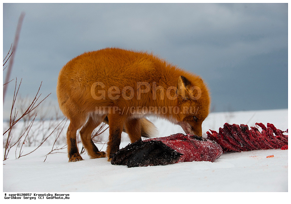 ��������, ��������� ����������, ��������, ��������, �������������, �������������, �����, �����, �������, ������, XYZ, ������, �������, ������, Canidae, ������������ ������, ����� ������, ����, Vulpes vulpes, ����, �������, ��������� �����