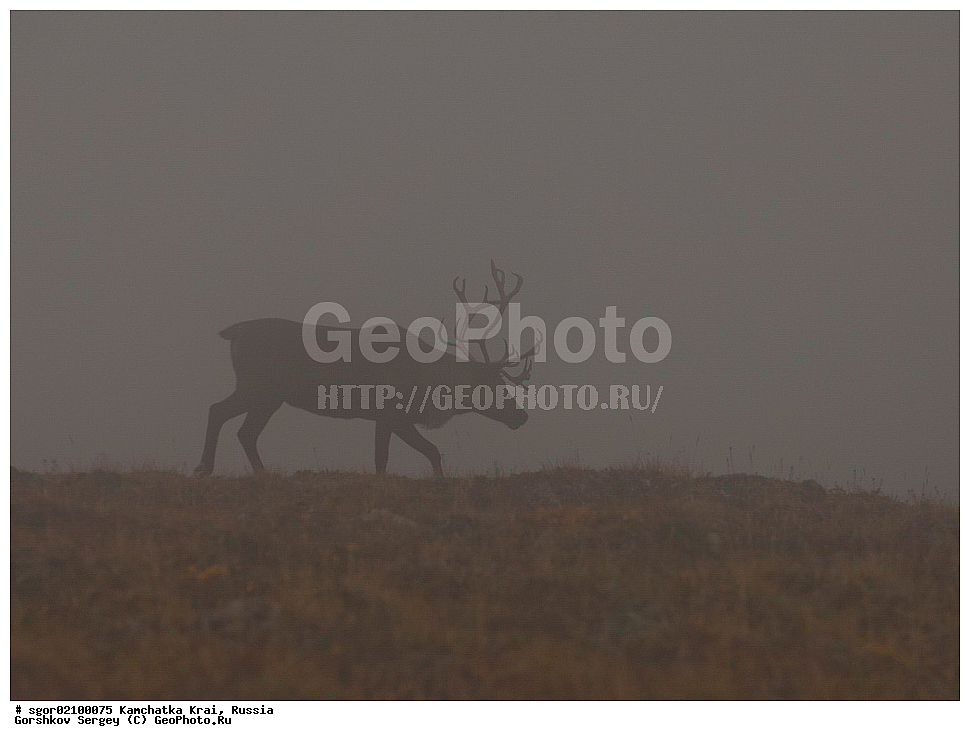 ��������, ��������, �������������, �������������, �����, �����, XYZ, ��������, ������, Cervidae, �������� �����, Rangifer tarandus, ���������� ��������, ���������� ����