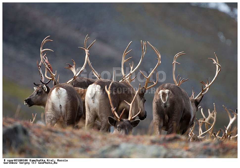 ��������, ��������, �������������, �������������, �����, �����, XYZ, ��������, ������, Cervidae, �������� �����, Rangifer tarandus, ���������� ��������, ���������� ����