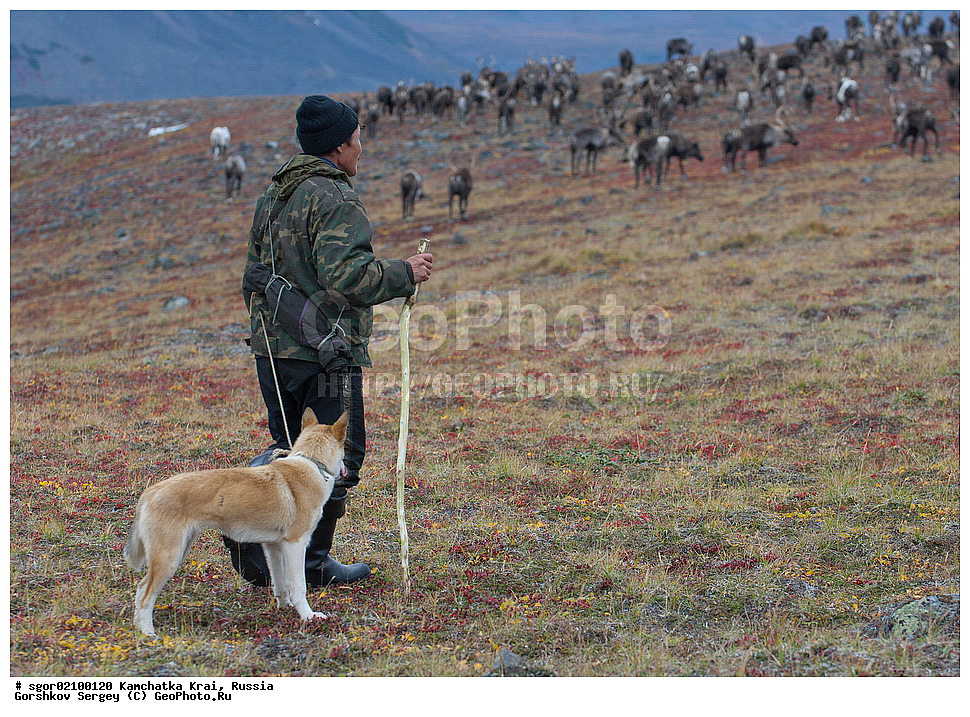 ���������� ��������, ���������� ����