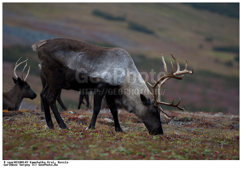 ��������, ��������, �������������, �������������, �����, �����, XYZ, ��������, ������, Cervidae, �������� �����, Rangifer tarandus, ���������� ��������, ���������� ����