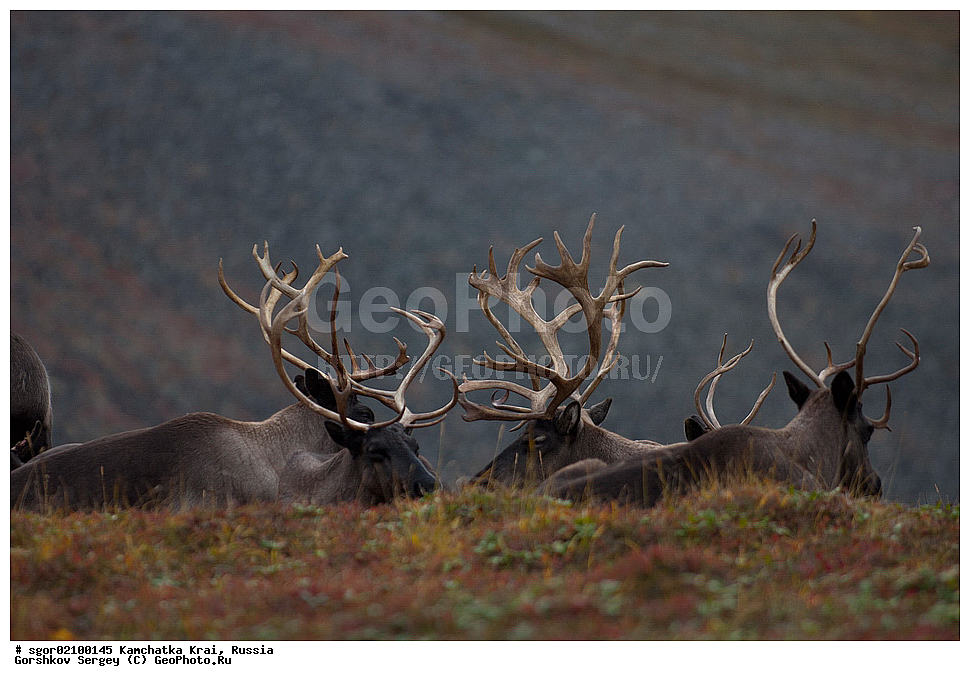 ��������, ��������, �������������, �������������, �����, �����, XYZ, ��������, ������, Cervidae, �������� �����, Rangifer tarandus, ���������� ��������, ���������� ����