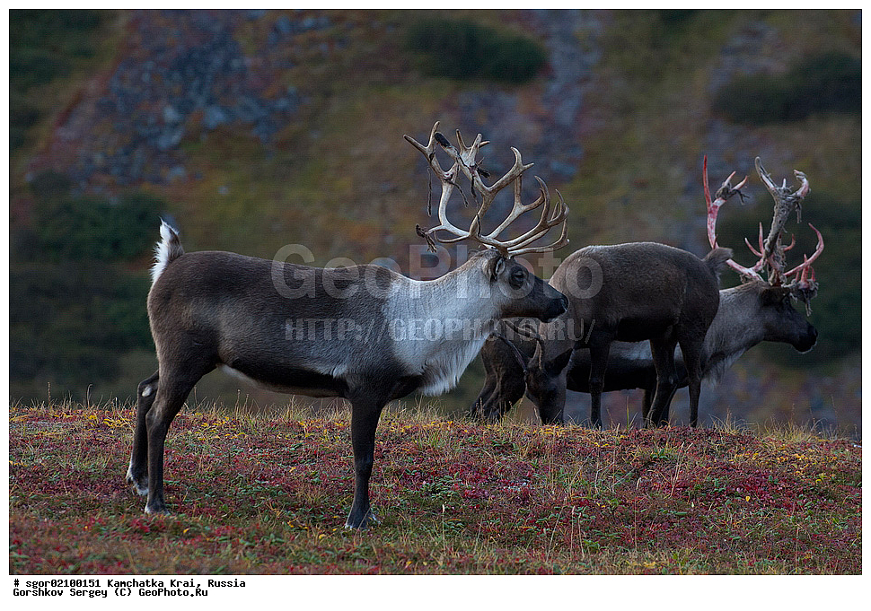 ��������, ��������, �������������, �������������, �����, �����, XYZ, ��������, ������, Cervidae, �������� �����, Rangifer tarandus, ���������� ��������, ���������� ����