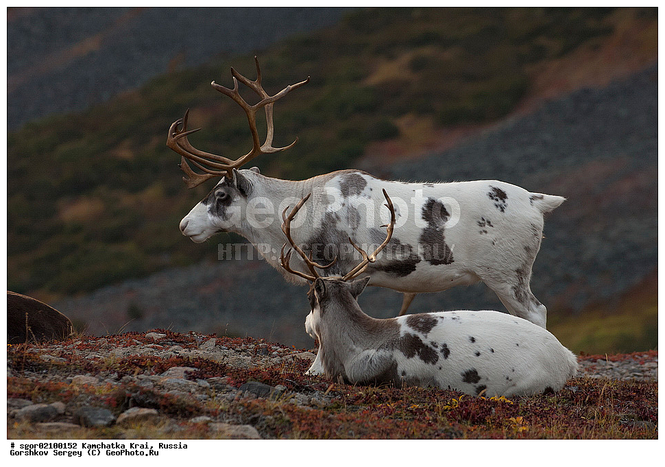 ��������, ��������, �������������, �������������, �����, �����, XYZ, ��������, ������, Cervidae, �������� �����, Rangifer tarandus, ���������� ��������, ���������� ����