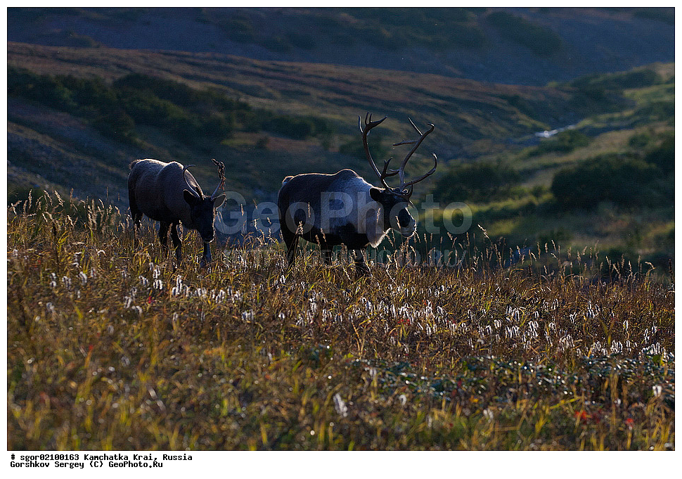 ��������, ��������, �������������, �������������, �����, �����, XYZ, ��������, ������, Cervidae, �������� �����, Rangifer tarandus, ���������� ��������, ���������� ����