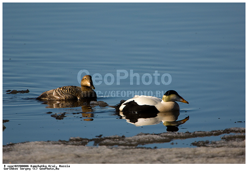 ��������, ��������, �����, �����, ��������, �����������, �����������������, ������������� �����, ������������� �����, XYZ, ���������� ��������, ���������� ����, ������, Anatidae, ������������ ����, Somateria mollissima, ������������� ����, Somateria mollissima v-nigrum