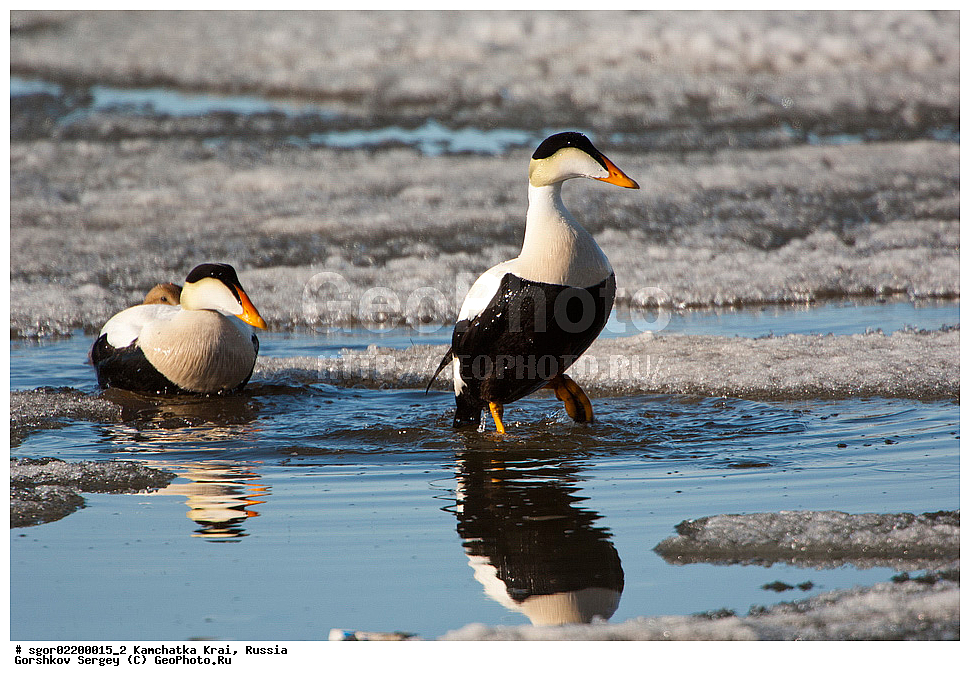 ��������, ��������, �����, �����, ��������, �����������, �����������������, ������������� �����, ������������� �����, XYZ, ���������� ��������, ���������� ����, ������, Anatidae, ������������ ����, Somateria mollissima, ������������� ����, Somateria mollissima v-nigrum