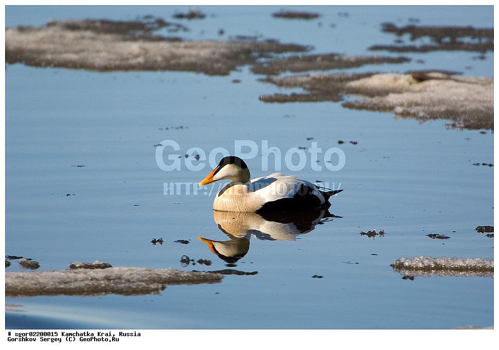 ��������, ��������, �����, �����, ��������, �����������, �����������������, ������������� �����, ������������� �����, XYZ, ���������� ��������, ���������� ����, ������, Anatidae, ������������ ����, Somateria mollissima, ������������� ����, Somateria mollissima v-nigrum