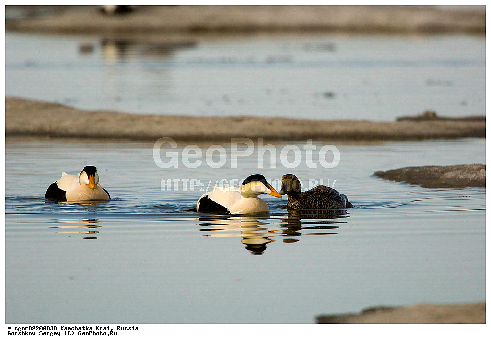 ��������, ��������, �����, �����, ��������, �����������, �����������������, ������������� �����, ������������� �����, XYZ, ���������� ��������, ���������� ����, ������, Anatidae, ������������ ����, Somateria mollissima, ������������� ����, Somateria mollissima v-nigrum