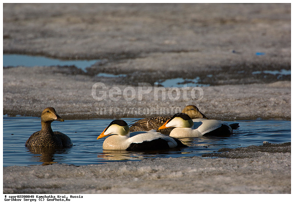 ��������, ��������, �����, �����, ��������, �����������, �����������������, ������������� �����, ������������� �����, XYZ, ���������� ��������, ���������� ����, ������, Anatidae, ������������ ����, Somateria mollissima, ������������� ����, Somateria mollissima v-nigrum