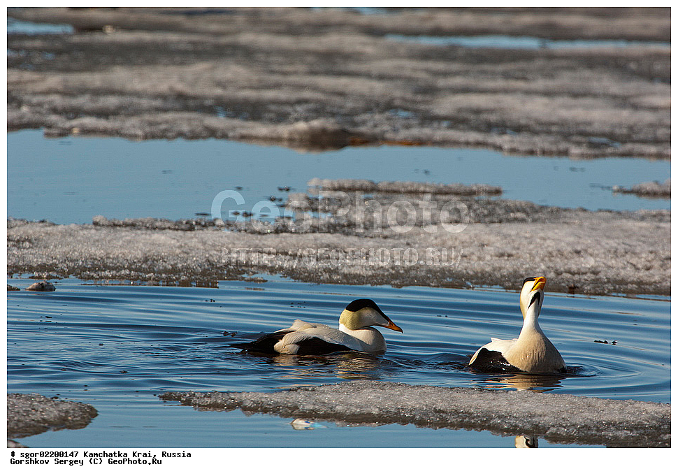 ��������, ��������, �����, �����, ��������, �����������, �����������������, ������������� �����, ������������� �����, XYZ, ���������� ��������, ���������� ����, ������, Anatidae, ������������ ����, Somateria mollissima, ������������� ����, Somateria mollissima v-nigrum