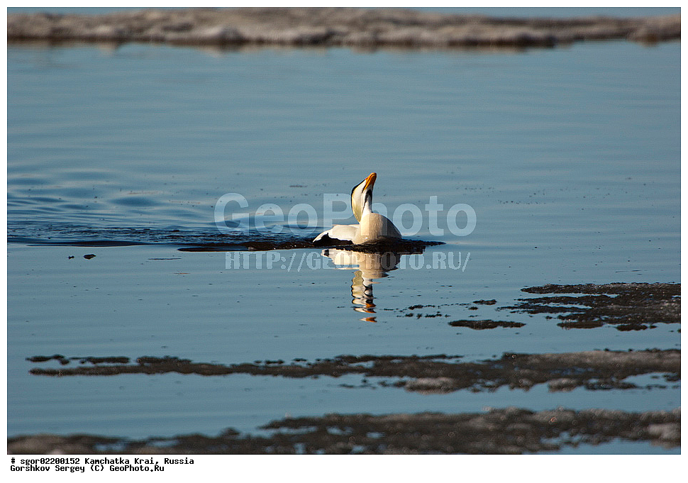 ��������, ��������, �����, �����, ��������, �����������, �����������������, ������������� �����, ������������� �����, XYZ, ���������� ��������, ���������� ����, ������, Anatidae, ������������ ����, Somateria mollissima, ������������� ����, Somateria mollissima v-nigrum