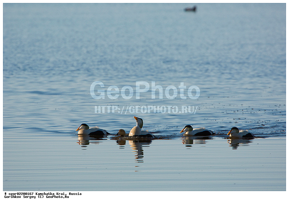 ��������, ��������, �����, �����, ��������, �����������, �����������������, ������������� �����, ������������� �����, XYZ, ���������� ��������, ���������� ����, ������, Anatidae, ������������ ����, Somateria mollissima, ������������� ����, Somateria mollissima v-nigrum