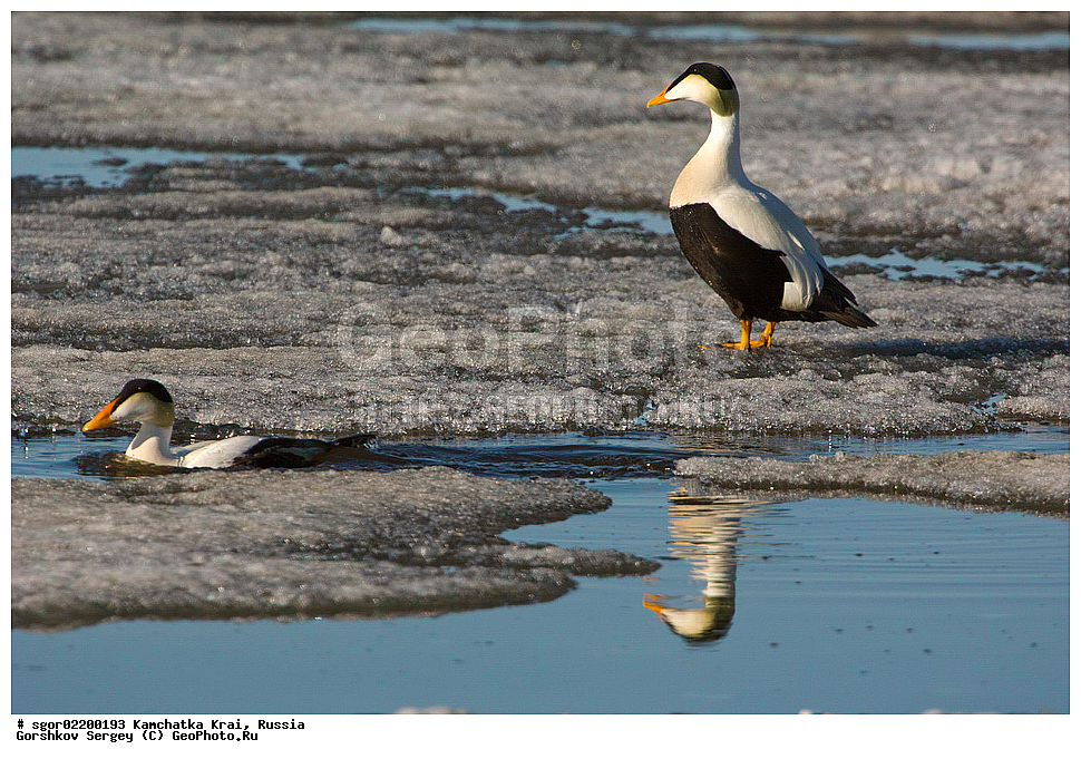 ��������, ��������, �����, �����, ��������, �����������, �����������������, ������������� �����, ������������� �����, XYZ, ���������� ��������, ���������� ����, ������, Anatidae, ������������ ����, Somateria mollissima, ������������� ����, Somateria mollissima v-nigrum