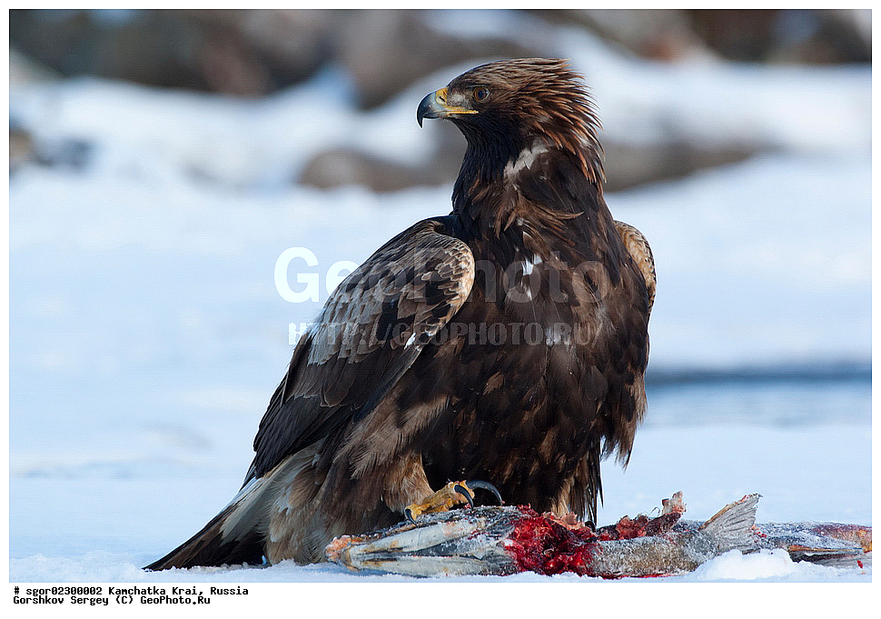  ��������, ��������, �����, �����, ��������, �����������, ������ �����, ������ �����, XYZ, ���������� ��������, ���������� ����, ����������, Accipitridae, Aquila chrysaetos, ������