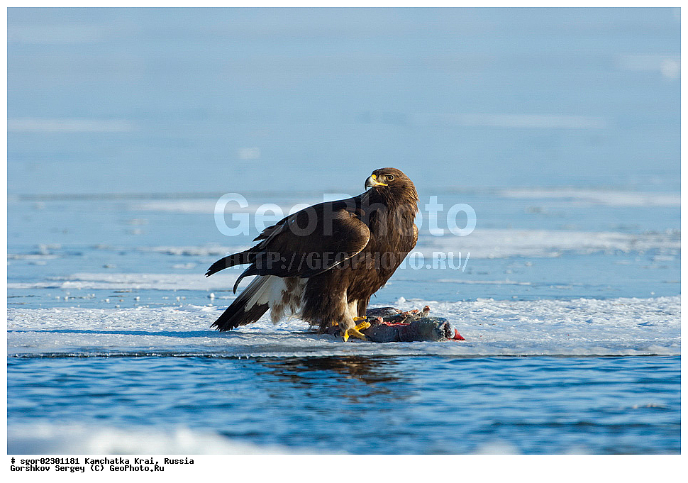  ��������, ��������, �����, �����, ��������, �����������, ������ �����, ������ �����, XYZ, ���������� ��������, ���������� ����, ����������, Accipitridae, Aquila chrysaetos, ������