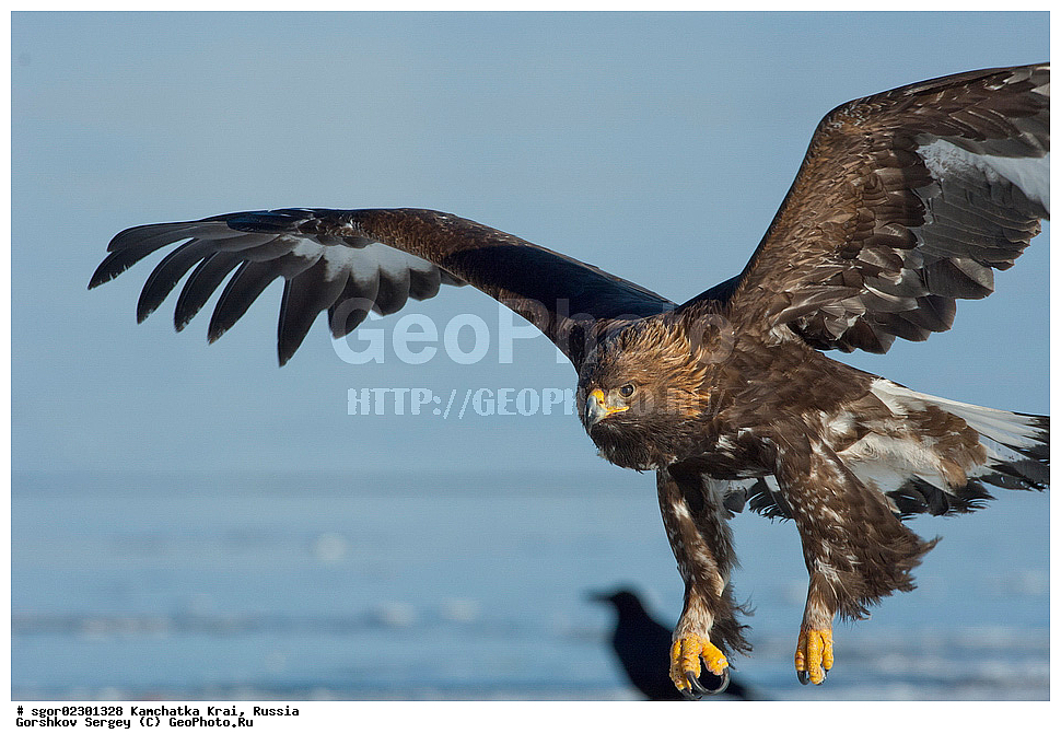  ��������, ��������, �����, �����, ��������, �����������, ������ �����, ������ �����, XYZ, ���������� ��������, ���������� ����, ����������, Accipitridae, Aquila chrysaetos, ������