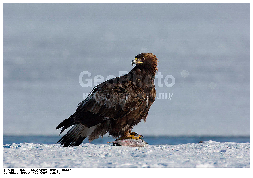  ��������, ��������, �����, �����, ��������, �����������, ������ �����, ������ �����, XYZ, ���������� ��������, ���������� ����, ����������, Accipitridae, Aquila chrysaetos, ������