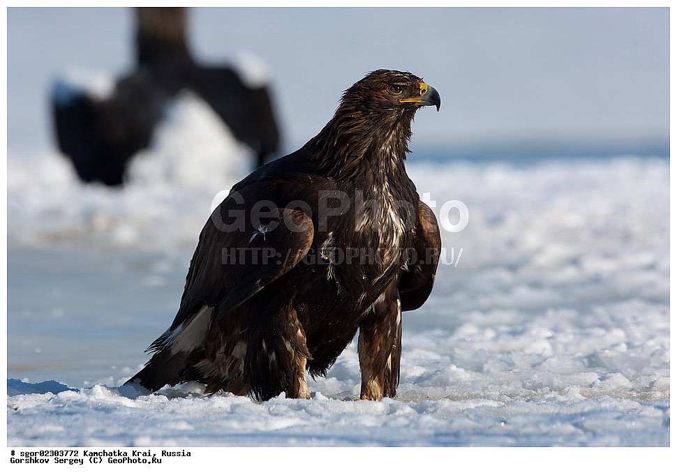  ��������, ��������, �����, �����, ��������, �����������, ������ �����, ������ �����, XYZ, ���������� ��������, ���������� ����, ����������, Accipitridae, Aquila chrysaetos, ������