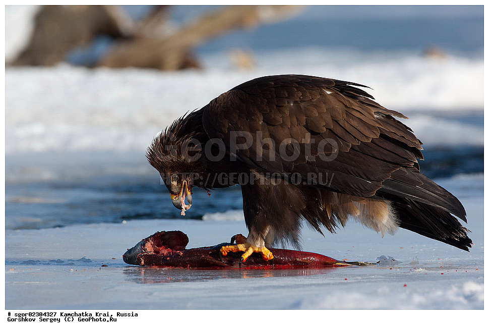  ��������, ��������, �����, �����, ��������, �����������, ������ �����, ������ �����, XYZ, ���������� ��������, ���������� ����, ����������, Accipitridae, Aquila chrysaetos, ������