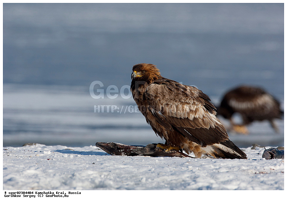  ��������, ��������, �����, �����, ��������, �����������, ������ �����, ������ �����, XYZ, ���������� ��������, ���������� ����, ����������, Accipitridae, Aquila chrysaetos, ������