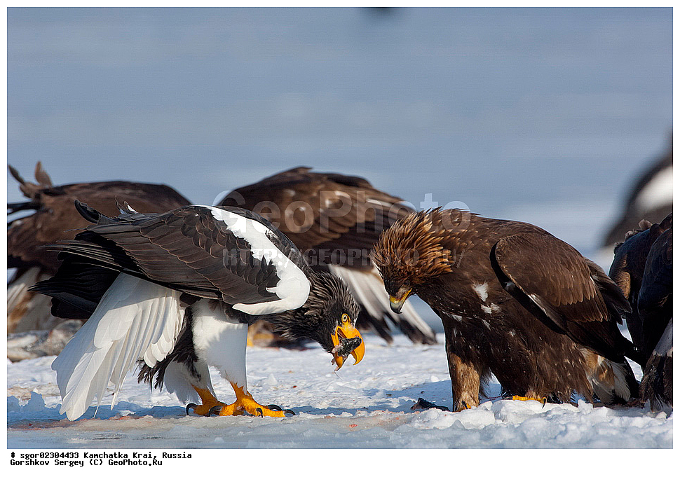  ��������, ��������, �����, �����, ��������, �����������, ������ �����, ������ �����, XYZ, ���������� ��������, ���������� ����, ����������, Accipitridae, Aquila chrysaetos, ���������� �����, ������������� �����, Haliaeetus pelagicus, ������