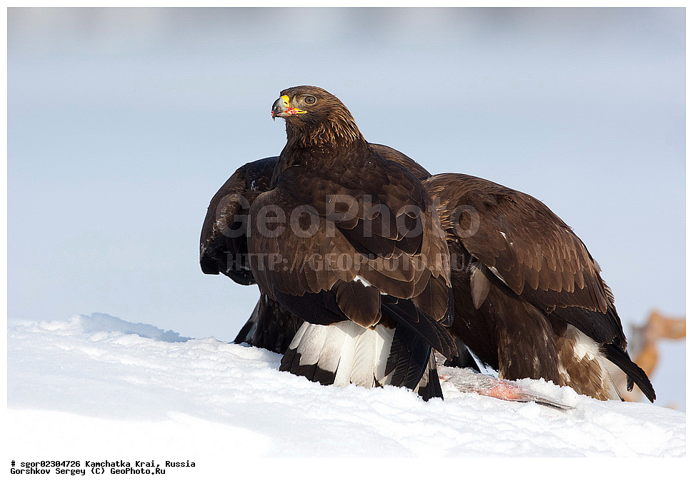  ��������, ��������, �����, �����, ��������, �����������, ������ �����, ������ �����, XYZ, ���������� ��������, ���������� ����, ����������, Accipitridae, Aquila chrysaetos, ������