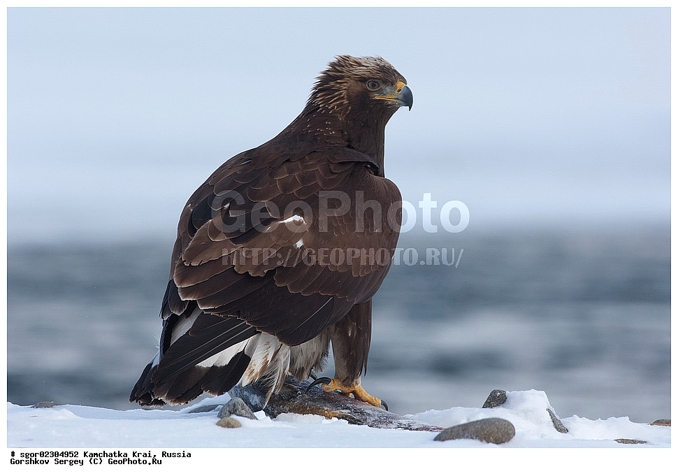  ��������, ��������, �����, �����, ��������, �����������, ������ �����, ������ �����, XYZ, ���������� ��������, ���������� ����, ����������, Accipitridae, Aquila chrysaetos, ������