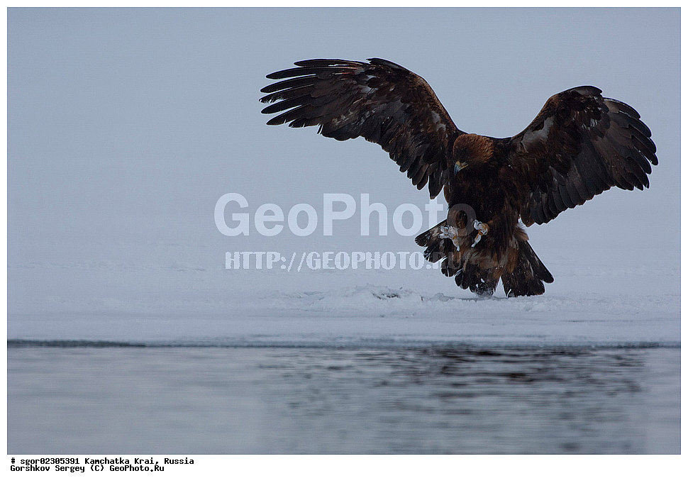  ��������, ��������, �����, �����, ��������, �����������, ������ �����, ������ �����, XYZ, ���������� ��������, ���������� ����, ����������, Accipitridae, Aquila chrysaetos, ������