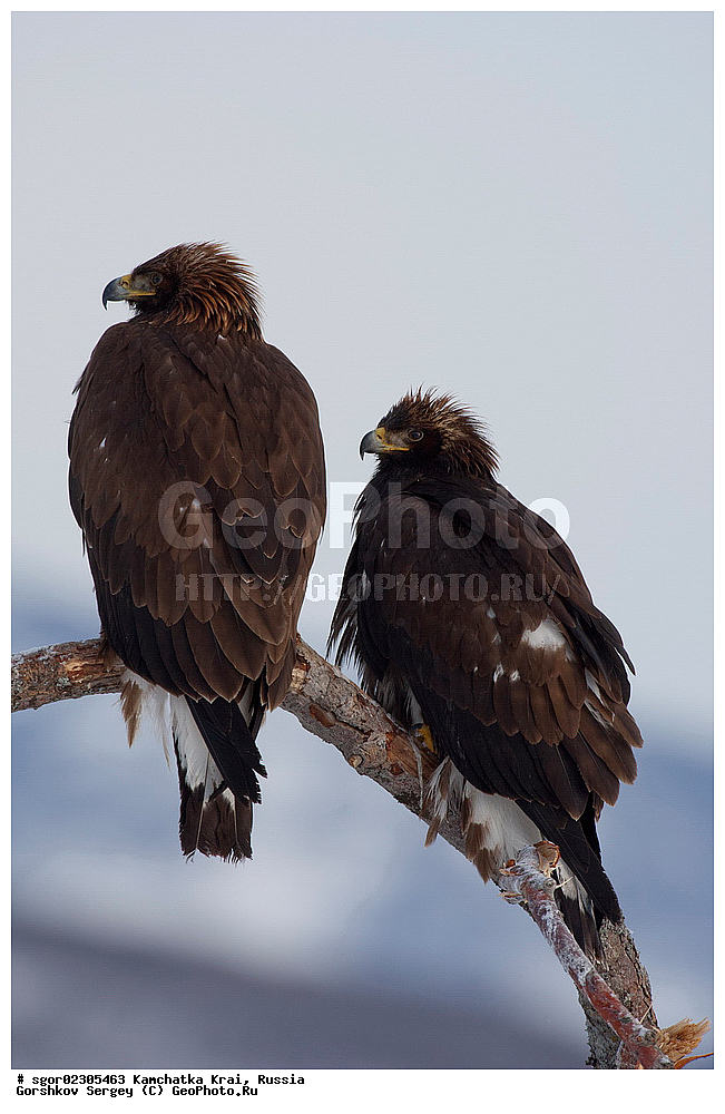  ��������, ��������, �����, �����, ��������, �����������, ������ �����, ������ �����, XYZ, ���������� ��������, ���������� ����, ����������, Accipitridae, Aquila chrysaetos, ������