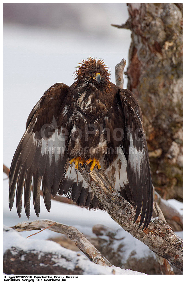  ��������, ��������, �����, �����, ��������, �����������, ������ �����, ������ �����, XYZ, ���������� ��������, ���������� ����, ����������, Accipitridae, Aquila chrysaetos, ������