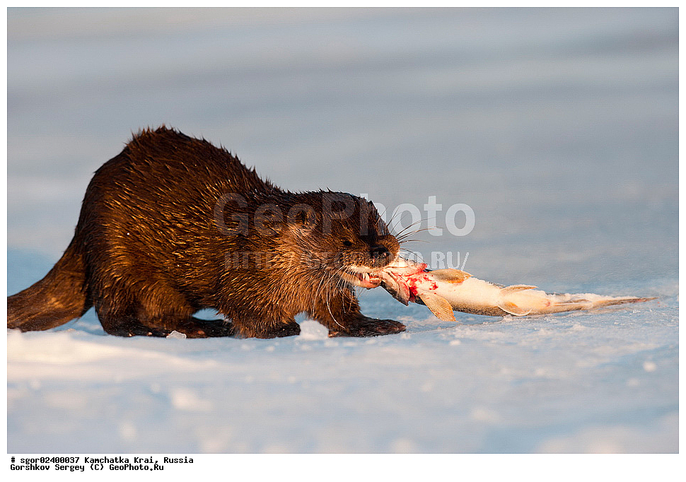 ��������, ��������, �������������, �������������, �����, �����, �������, ������, XYZ, ���������� ��������, ���������� ����, �����, ���������, Mustelidae, �����, ������������ �����, ������ �����, �������, Lutra lutra