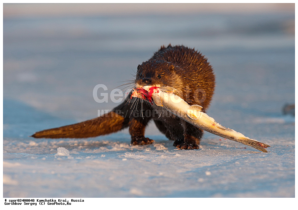 ��������, ��������, �������������, �������������, �����, �����, �������, ������, XYZ, ���������� ��������, ���������� ����, �����, ���������, Mustelidae, �����, ������������ �����, ������ �����, �������, Lutra lutra