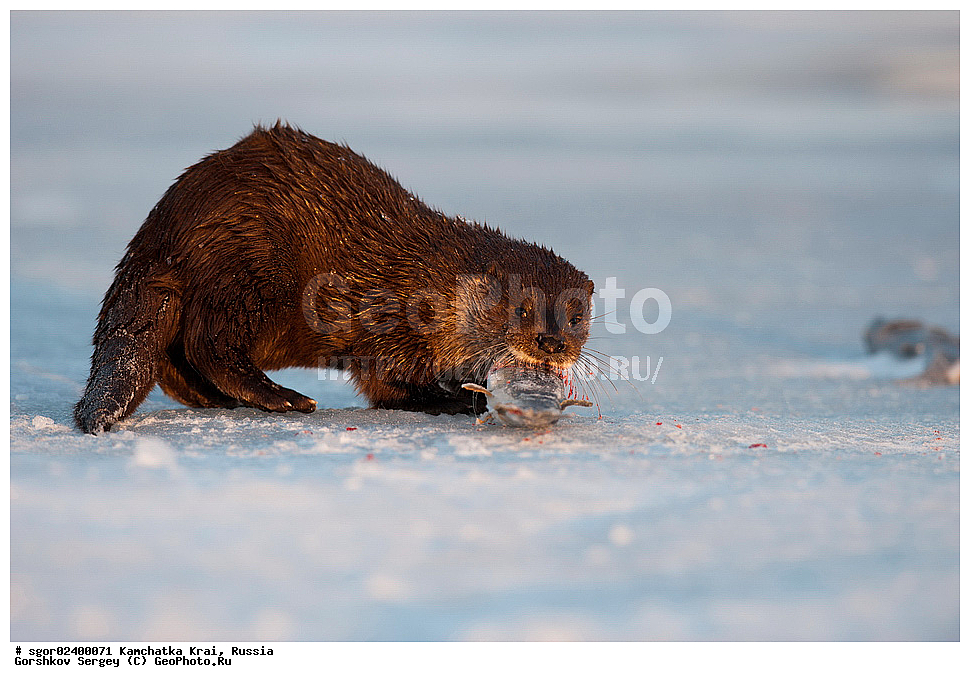 ��������, ��������, �������������, �������������, �����, �����, �������, ������, XYZ, ���������� ��������, ���������� ����, �����, ���������, Mustelidae, �����, ������������ �����, ������ �����, �������, Lutra lutra