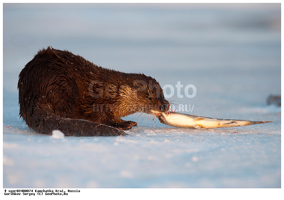 ��������, ��������, �������������, �������������, �����, �����, �������, ������, XYZ, ���������� ��������, ���������� ����, �����, ���������, Mustelidae, �����, ������������ �����, ������ �����, �������, Lutra lutra