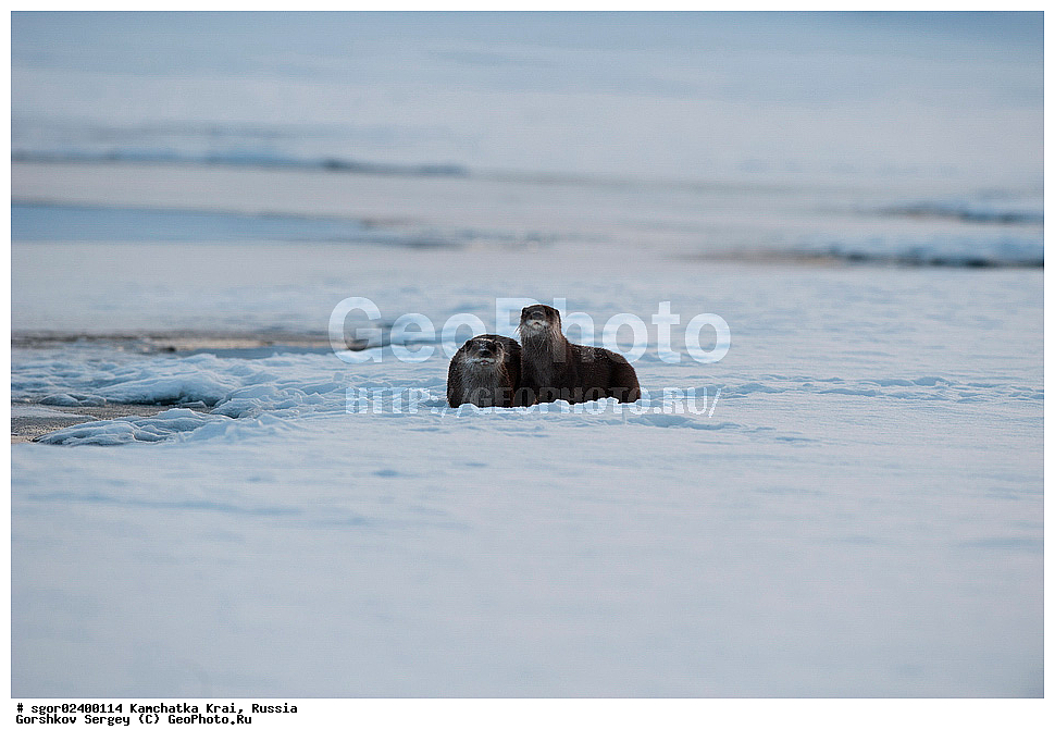 ��������, ��������, �������������, �������������, �����, �����, �������, ������, XYZ, ���������� ��������, ���������� ����, �����, ���������, Mustelidae, �����, ������������ �����, ������ �����, �������, Lutra lutra