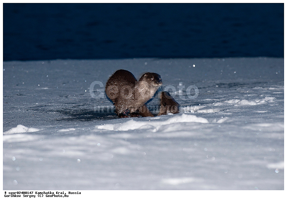 ��������, ��������, �������������, �������������, �����, �����, �������, ������, XYZ, ���������� ��������, ���������� ����, �����, ���������, Mustelidae, �����, ������������ �����, ������ �����, �������, Lutra lutra