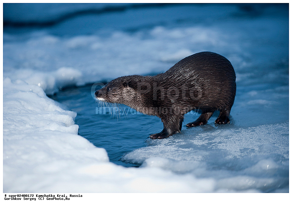 ��������, ��������, �������������, �������������, �����, �����, �������, ������, XYZ, ���������� ��������, ���������� ����, �����, ���������, Mustelidae, �����, ������������ �����, ������ �����, �������, Lutra lutra