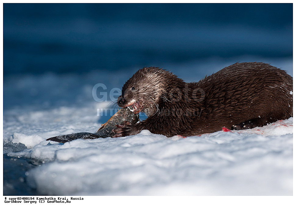 ��������, ��������, �������������, �������������, �����, �����, �������, ������, XYZ, ���������� ��������, ���������� ����, �����, ���������, Mustelidae, �����, ������������ �����, ������ �����, �������, Lutra lutra