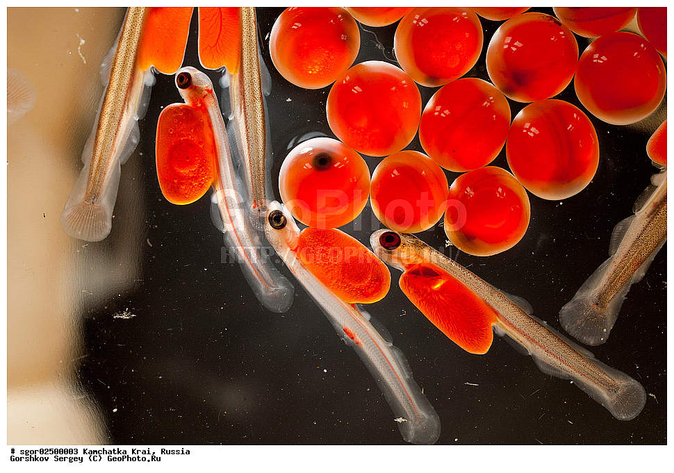 ��������, ��������, ����, ����, XYZ, ���������� ��������, ���������� ����, ���������� �����, ����� ��������, ��������, ���������, Salmonidae, ������, ������, ����, ����� �������, �������