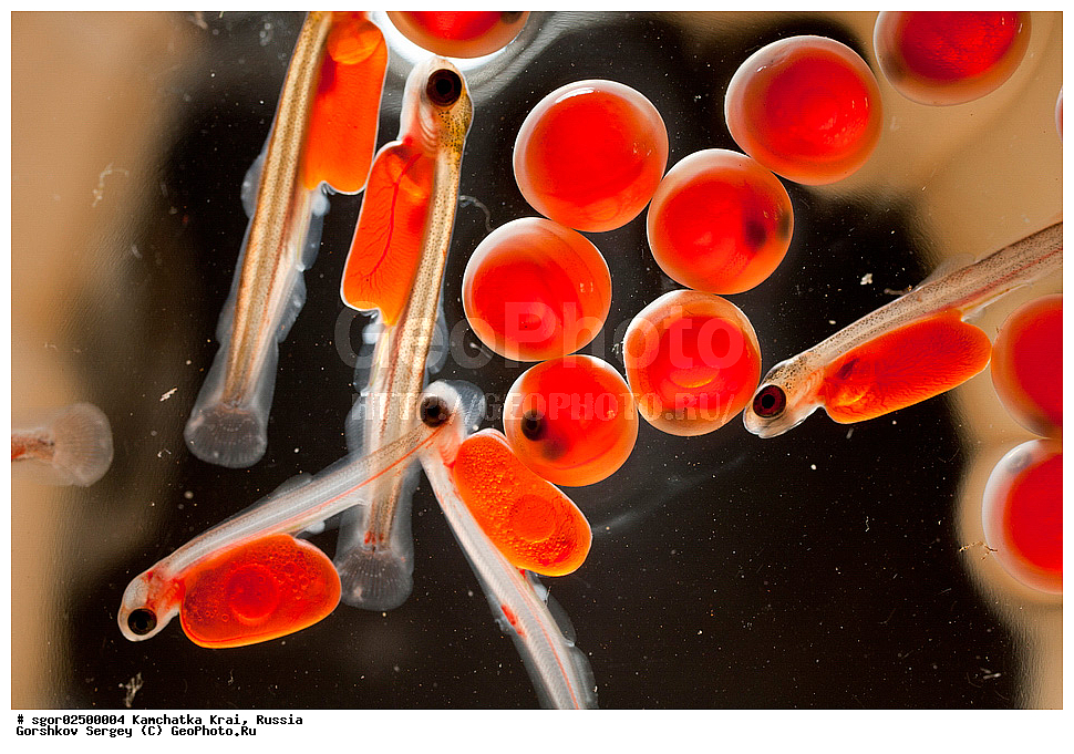 ��������, ��������, ����, ����, XYZ, ���������� ��������, ���������� ����, ���������� �����, ����� ��������, ��������, ���������, Salmonidae, ������, ������, ����, ����� �������, �������