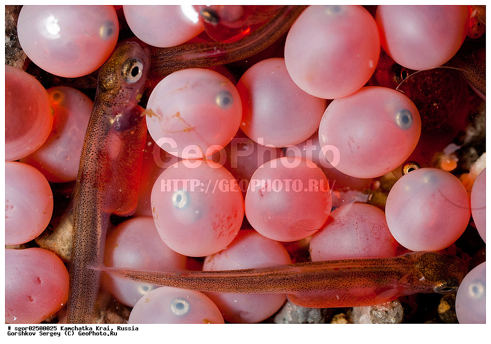 ��������, ��������, ����, ����, XYZ, ���������� ��������, ���������� ����, ���������� �����, ����� ��������, ��������, ���������, Salmonidae, ������, ������, ����, ����� �������, �������