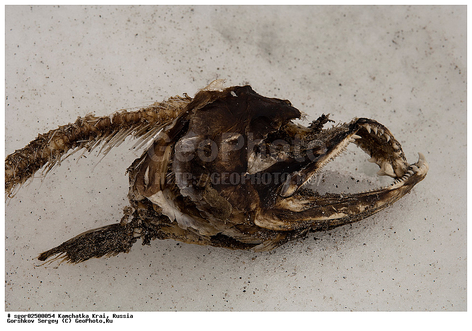 ��������, ��������, ����, ����, XYZ, ���������� ��������, ���������� ����, ���������� �����, ����� ��������, ��������, ���������, Salmonidae, ������, ������, �������, ������, �������