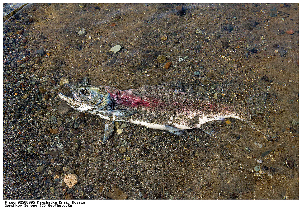 ��������, ��������, ����, ����, XYZ, ���������� ��������, ���������� ����, ���������� �����, ����� ��������, ��������, ���������, Salmonidae, ������, ������, �������, ������, �������